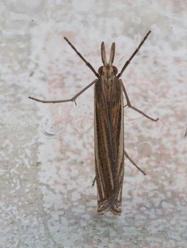 Réf. 265 073 : Ancylolomia tentaculella